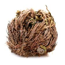 Rose de jericho
